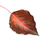 Autumn leaf