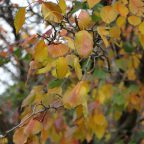 Autumn leaves 4