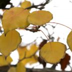 Autumn leaves 8