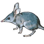 Bilby