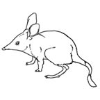 Bilby BW