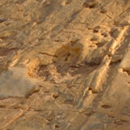 Dinosaur stampede footprints 1