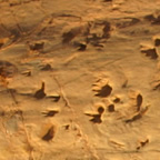 Dinosaur stampede footprints 2