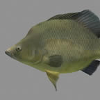 Golden Perch – adult