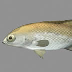 Golden Perch – juvenile