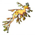 Leafy Seadragon – marine emblem 1