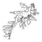 Leafy Seadragon – marine emblem BW