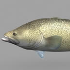 Murray Cod