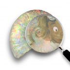 Opalised fossil