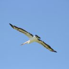 Pelican in flight