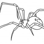 Redback spider BW