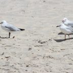 Seagulls on the beach