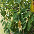 Avacado tree