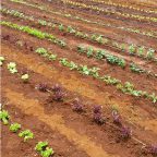 Lettuce varieties