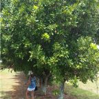 Macadamia tree