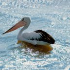 Pelican