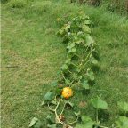 Pumpkins growing