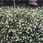 Seaside daisies