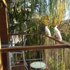 Sulfer-crested cockatoos