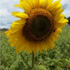 Sunflower 3