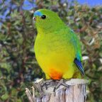 Orange-bellied Parrot