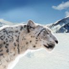 Snow Leopard