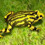 Southern Corroboree Frog