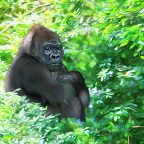 Western Lowland Gorilla