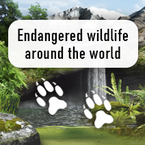Endangered Wildlife Around the World