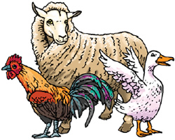 A sheep, duck and rooster