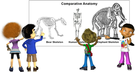 Comparative anatomy