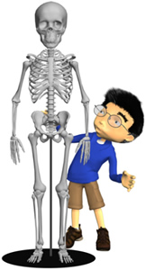 Skeleton