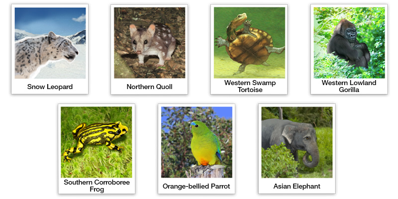 Endangered wildlife including: Southern Corroboree Frog, Snow Leopard, Asian Elephant, Western Lowland Gorilla, Western Swamp Tortoise, Orange-bellied Parrot and Northern Quoll.