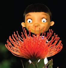 Floral emblem of NSW