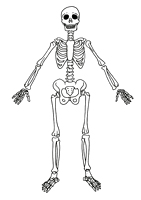 Skeleton PDF